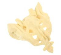 CALLARON Modello Anatomico del Sacro in Pvc Resistente e Infrangibile, Modello di Pratica del Sacro Portatile per Educazione Medica, Strumento Didattico per Ospedali e Scuole di Medicina