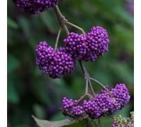 Callicarpa - balcone giardino resistenti 100semi