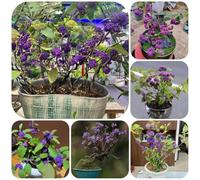 Callicarpa bodinieri - decorazioni giardino per esterni per zone soleggiate rari primaverili balcone rialzata vecchie varietà di 150semi