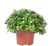 Callisia Turtle 'Smit Eden Elegance' - Altezza ca. 15 cm, diametro vaso 10,5 cm