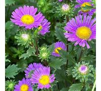 Callistephus chinensis - giardino balcone 900semi