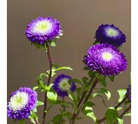 Callistephus chinensis - vecchie varietà balcone resistenti 350semi