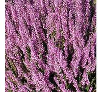 Calluna Vulgaris Seed, erica scozzese, una copertura di terra sempreverdi o arbusto basso.