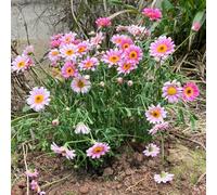 calta palustre(Caltha palustris),crescita in vaso giardino interno giardino propagazione dei semi lungo periodo di per un decorazione 250semi