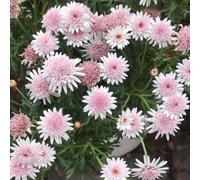 calta palustre(Caltha palustris),propagazione dei semi decorazione del soggiorno vaso per lungo periodo di per un pendenti,resistenti,giardino 400semi