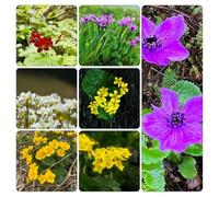 Caltha palustris resistente balcone semi di tetti verdi semi coperto balcone 650pcs