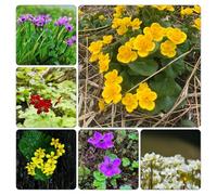 Caltha palustris tetti verdi vaso per balcone primavera per ufficio resistente balcone semi di 650pcs