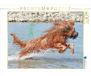 CALVENDO Barbara Mielewczyk - Puzzle Briard pieno di gioia di vivere, 1000 pezzi, dimensioni 64 x 48 cm
