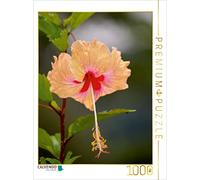 CALVENDO Bianca Schumann Puzzle Delicate Bellezze - Magnifici fiori di ibisco, 1000 pezzi, dimensioni 48 x 64 cm