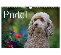 Calvendo - Calendario da parete 2023, formato DIN A4, orizzontale, motivo: barboncino