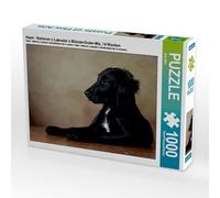 CALVENDO Jana Behr - Puzzle Hazel Retriever x Labrador x Munsterlands, 14 settimane, 1000 pezzi, dimensioni 64 x 48 cm