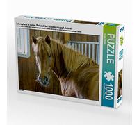 CALVENDO Jürgen Wöhlke - Puzzle a cavallo islandese in un maneggio presso Bláskógabyggð, Islanda, 1000 pezzi, dimensioni 64 x 48 cm