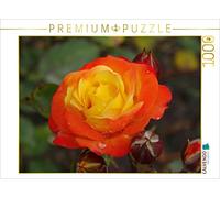 CALVENDO Kattobello - Puzzle a forma di rosa gialla, 1000 pezzi, dimensioni 64 x 48 cm