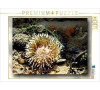 CALVENDO lainesforcoffee - Puzzle da 1000 pezzi, motivo: anemone di mare con cozza e alghe, dimensioni 64 x 48 cm