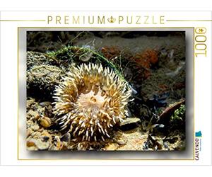 CALVENDO lainesforcoffee - Puzzle da 1000 pezzi, motivo: anemone di mare con cozza e alghe, dimensioni 64 x 48 cm