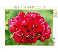 CALVENDO Martina Cross - Puzzle Pelargonium Pink Rambler 1000 pezzi, dimensioni 64 x 48 cm