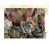 CALVENDO Martina Cross - Puzzle Sempervivum Grey Dawn 1000 pezzi, dimensioni 64 x 48 cm