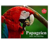 CALVENDO - Papagalli. Colorato, forte e intelligente (calendario da parete 2027 DIN A3 orizzontale), calendario mensile: Aras e cacatus sono bellezze intelligenti in un magnifico abito con piume