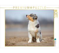 CALVENDO Puzzle Australian Shepherd Welpe am Strand | 1000 Teile Lege-Größe 64x4