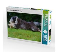 CALVENDO Puzzle Bearded Collie in volo sul prato 1000 pezzi Lege dimensioni 64 x 48 cm foto Puzzle di Starick Sigrid