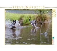 CALVENDO Puzzle Ein Motiv aus dem Kalender Spaziergang am See Australian Cattle