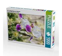 CALVENDO Puzzle Iris in accompagnamento di Akeleien 1000 pezzi Lege dimensioni 48 x 64 cm Foto Puzzle di Kruse Gisela