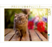 CALVENDO Puzzle Kittens - Britannico a pelo corto per bambini, 1000 pezzi, dimensioni 64 x 48 cm, foto puzzle di Janina cittadino