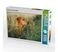 CALVENDO Puzzle Labrador foxred im Kornfeld 1000 pezzi Lege dimensioni 64 x 48 cm Foto Puzzle di Strunz Cornelia