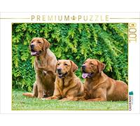 CALVENDO Puzzle Labrador Retriever - Red Fox 1000 pezzi Lege dimensioni 64 x 48 cm foto Puzzle di Starick Sigrid