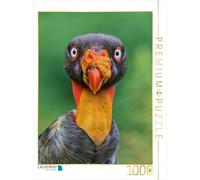 CALVENDO Puzzle occhio in occhio con l'avvoltoio reale - Selvaggio Costa Rica | 1000 pezzi Lege-Dimensioni 48 x 64 cm puzzle foto per ore felici