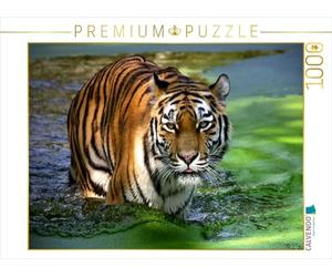 CALVENDO Puzzle tigre - i cacciatori silenziosi della giungla 1000 pezzi Lege-Dimensioni 64 x 48 cm Foto puzzle Immagine di Elke Krone