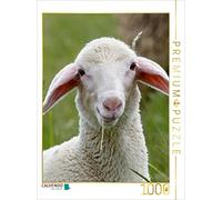 CALVENDO Puzzle UN Agnello della razza Pecore Merinolandese 1000 pezzi Lege-Dimensioni 48 x 64 cm Foto puzzle Immagine di ropo13