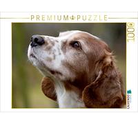 CALVENDO Puzzle Welsh Springer Spaniel 1000 pezzi Lege-Dimensioni 64 x 48 cm Foto Puzzle Immagine di Foto Design Verena Scholze