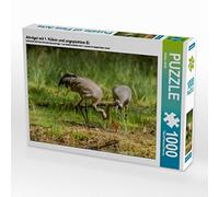 CALVENDO Sabine Smith - Puzzle con 1° pulcino e uovo tagliato, 1000 pezzi, dimensioni 64 x 48 cm
