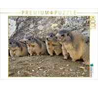 CALVENDO Susan Michel - Puzzle con marmotte giocose, in viaggio a SAAS Fata/Svizzera, 1000 pezzi, dimensioni 64 x 48 cm
