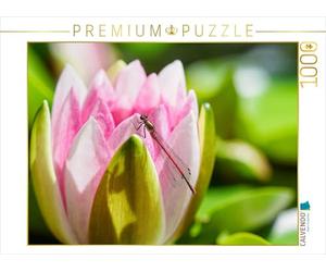 CALVENDO wiblicke Puzzle Primo Adonislibellula su una ninfea. 1000 pezzi Lege-Dimensioni 64 x 48 cm