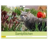 CALVENDO - Zampe di velluto: i fedeli compagni 2027 (calendario da parete 2027 DIN A4 orizzontale), calendario mensile: questo calendario per gatti scopre un nuovo gatto mese dopo mese per tutti gli