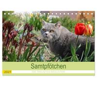 CALVENDO - Zampe di velluto: i fedeli compagni 2027 (calendario da tavolo 2027 DIN A5 orizzontale), calendario mensile: questo calendario per gatti scopre un nuovo gatto mese dopo mese per tutti gli
