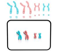 Cambia il cromosoma Modello Dispositivo di insegnamento della biologia per