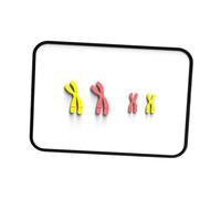 Cambia il cromosoma Modello Dispositivo di insegnamento della biologia per