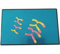 Cambiamenti cromosomici nella meiosi Componente del modello Strumento didattico di biologia Modello di cromosoma umano Modello anatomico Modello didattico di biologia Cambiamenti cromosomici