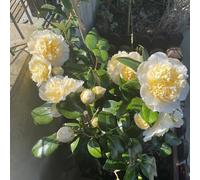 camelia decorazioni giardino esterni biologiche raro resistenti 35semi