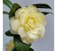 camelia decorazioni giardino esterni resistenti in vaso interno 10semi