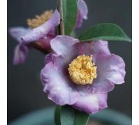 camelia, esotiche interno giardino balcone resistenti biologici 6semi