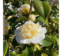 camelia esotiche raro giardino biologiche decorazioni esterni 6semi