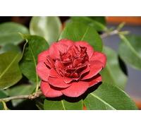 Camelia giapponese Rossa "Camellia japonica Charles Cobb" pianta in vaso ø9 cm Vivaio di Castelletto