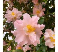 camelia giardino balcone varietà antiche interno resistenti 15semi