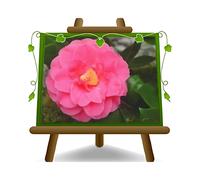 Camelia Japonica Rosa G. George Patton Piante Ornam. Vaso 26 cm Altezza 80-10 cm