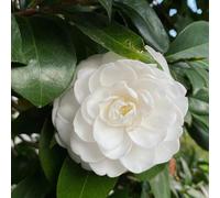camelia per i luoghi soleggiati interno giardino roccioso riccamente 5semi