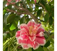 camelia resistente giardino balcone semi di semi di interni medicinali esotici perenni giardino perenni resistenti all'inverno 20pcs